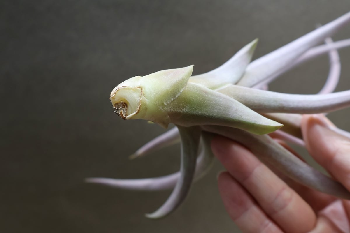 カピタータ ピーチ 02号 | air-plants TENGU-DO