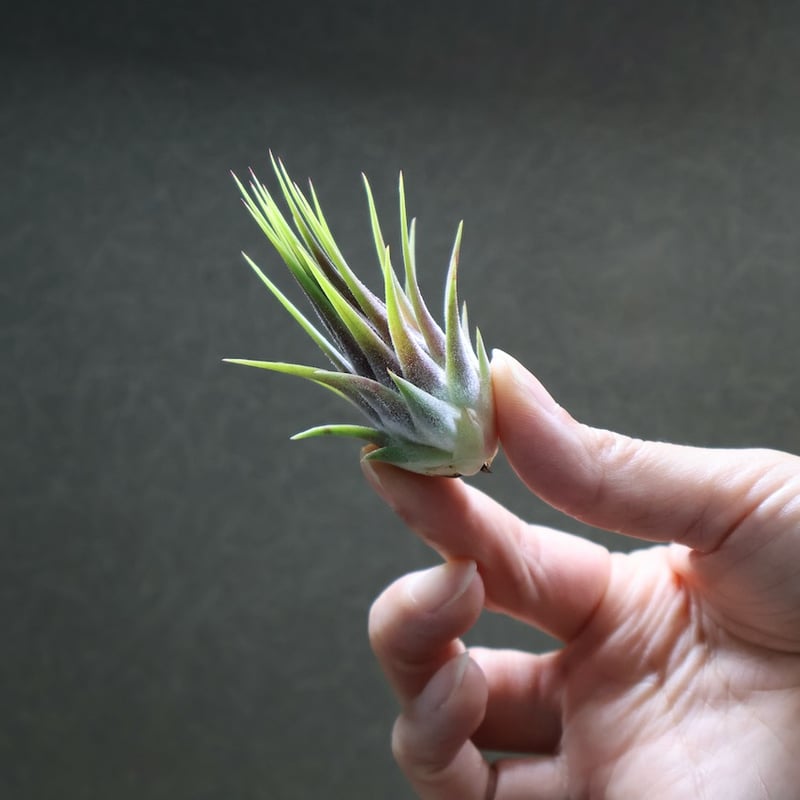 イオナンタ ストリクタ 07号 | air-plants TENGU-DO