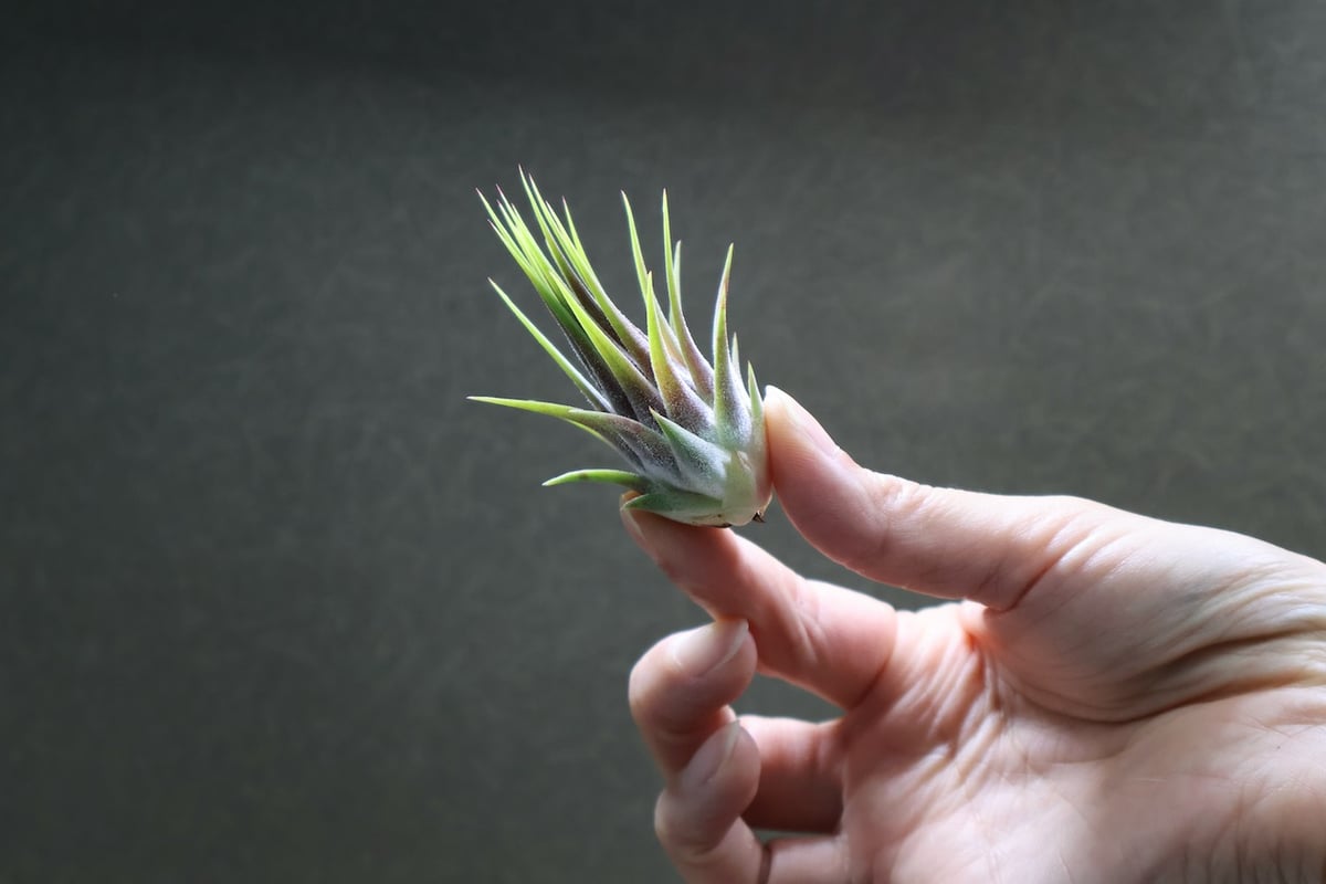 イオナンタ ストリクタ 07号 | air-plants TENGU-DO