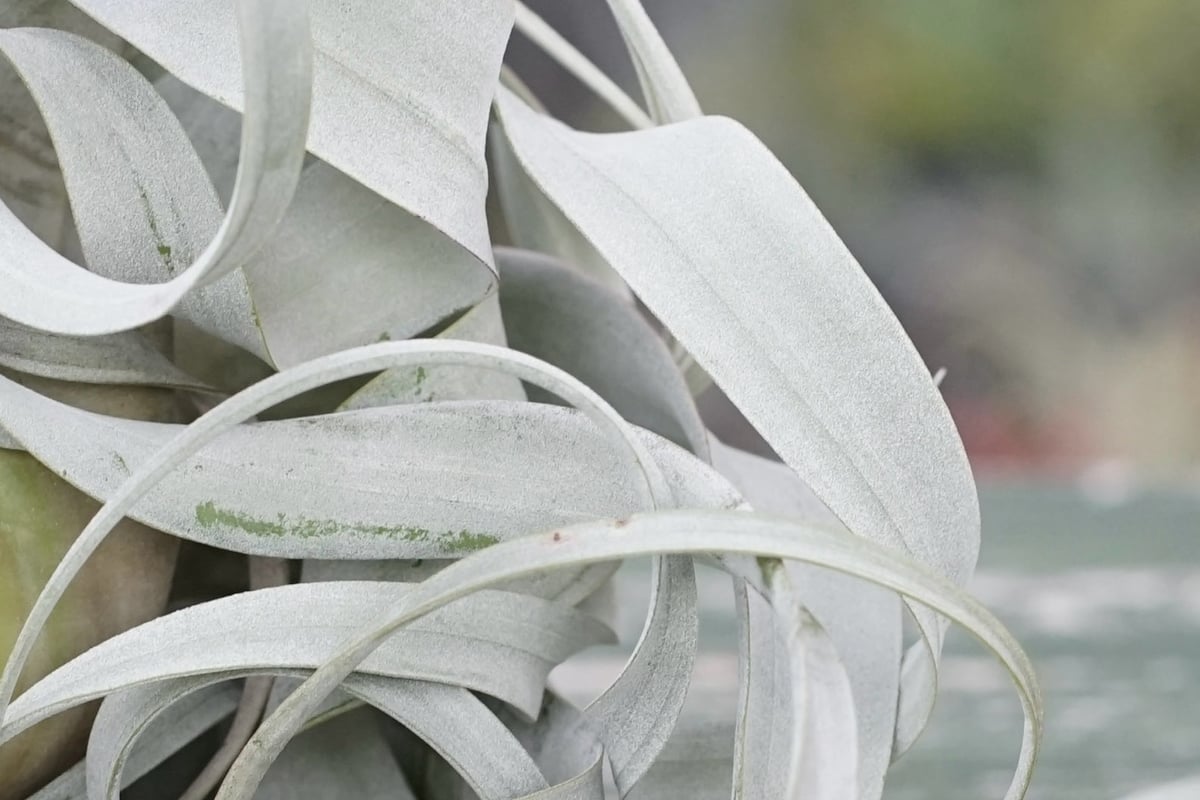 スタッフ特選】キセログラフィカ ロングリーフ A号 | air-plants TENGU-DO