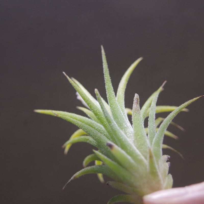 イオナンタ アルビノ 19号 | air-plants TENGU-DO