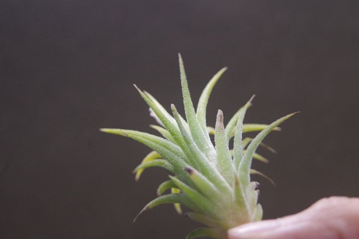Tillandsia チランジア　4種類　18株セット（イオナンタ　アルビノ等） Tillandsia チランジア 4種類 18株セット（イオナンタ アルビノ等