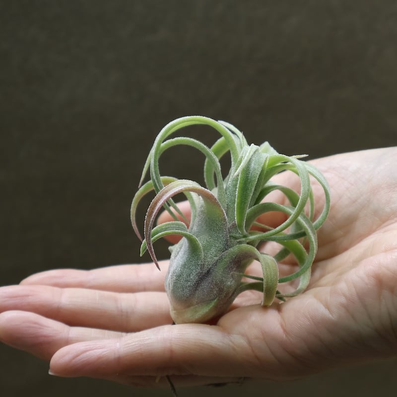 イオナンタ カーリーリーフ × ストレプトフィラ 03号 | air-plants