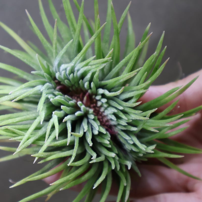 イオナンタ モンストローサ 07号 | air-plants TENGU-DO