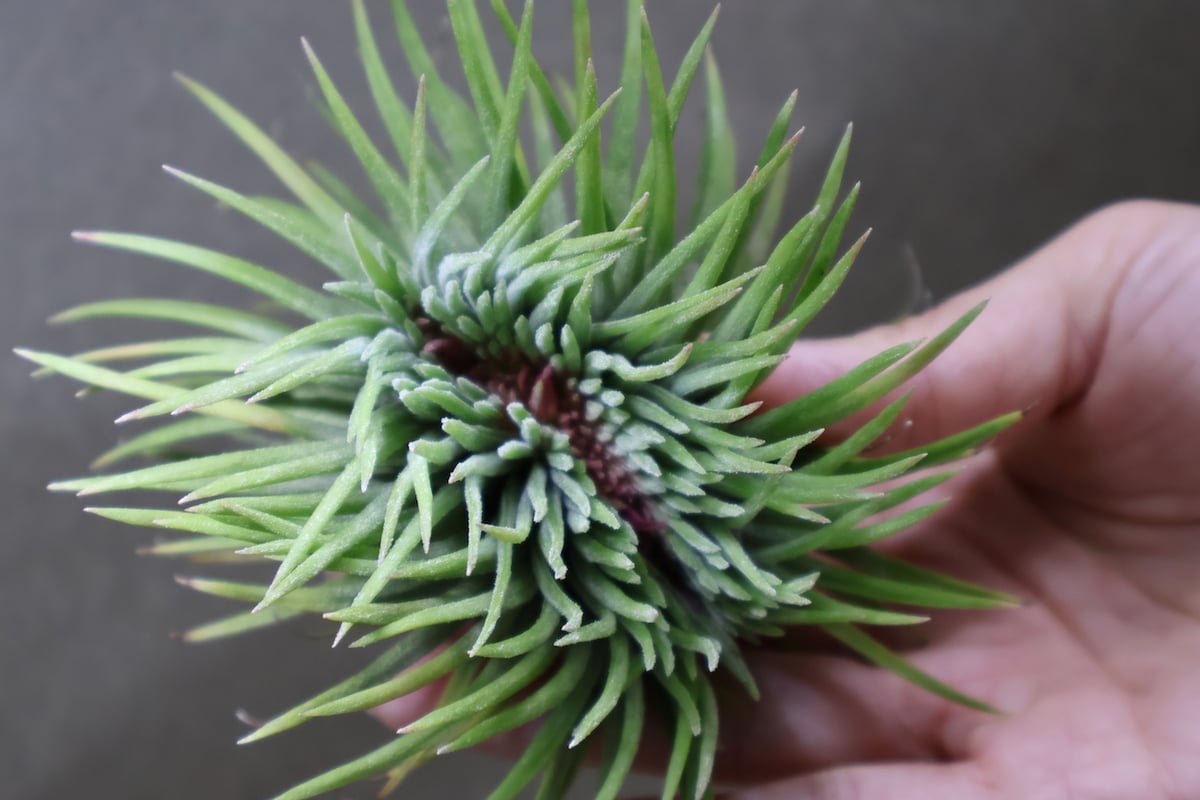イオナンタ モンストローサ 07号 | air-plants TENGU-DO イオナンタ モンストローサ 07号 | air-plants TENGU-DO
