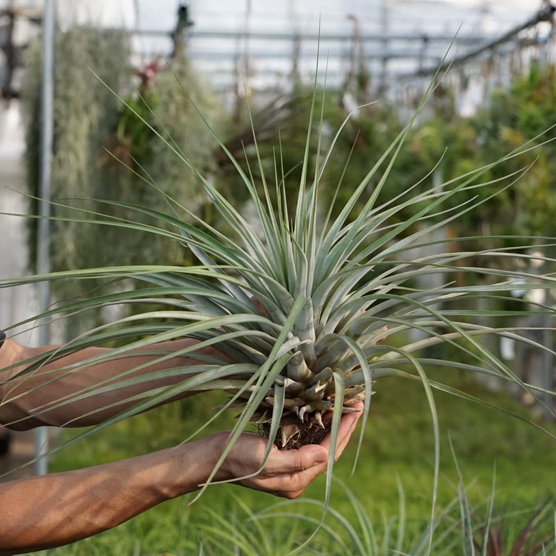 スタッフ特選】ファシクラータ・ロツンダータ 大株 | air-plants TENGU-DO