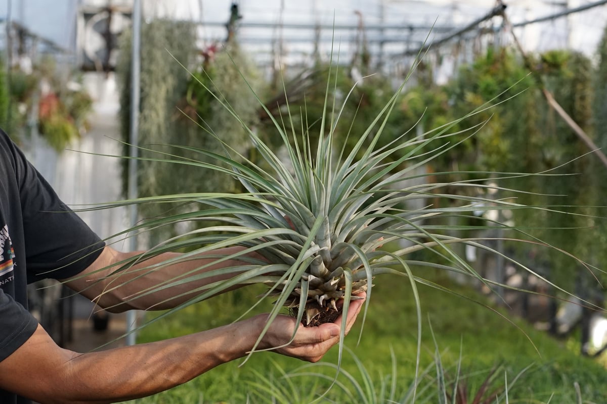 スタッフ特選】ファシクラータ・ロツンダータ 大株 | air-plants TENGU-DO