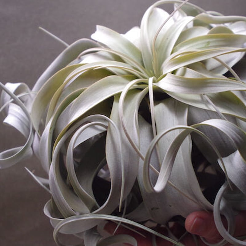 チランジア キセログラフィカ × ブラキカウロス チランジア・キセログラフィカ×ブラキカウロス Tillandsia