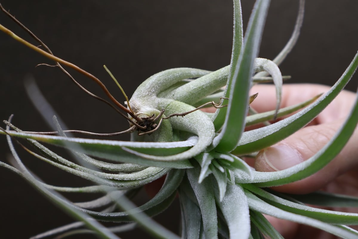 レクルビフォリア サブセクンディフォリア 14号 | air-plants TENGU-DO