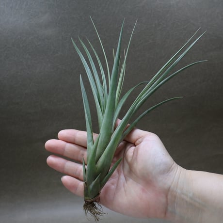 R*o様 チランジアハイブリッド s*i様 チランジアハイブリッド ブルボーサ ハイブリッド 01号