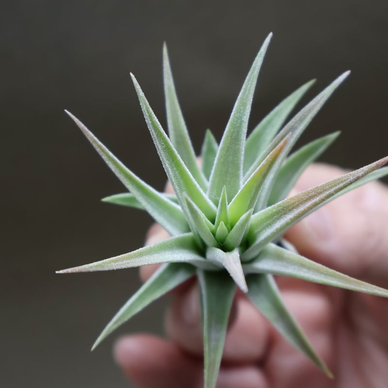 イオナンタ ヘッジホッグ T.I. 04号 | air-plants TENGU-DO イオナンタ ヘッジホッグ T.I. 04号 | air-plants TENGU-DO