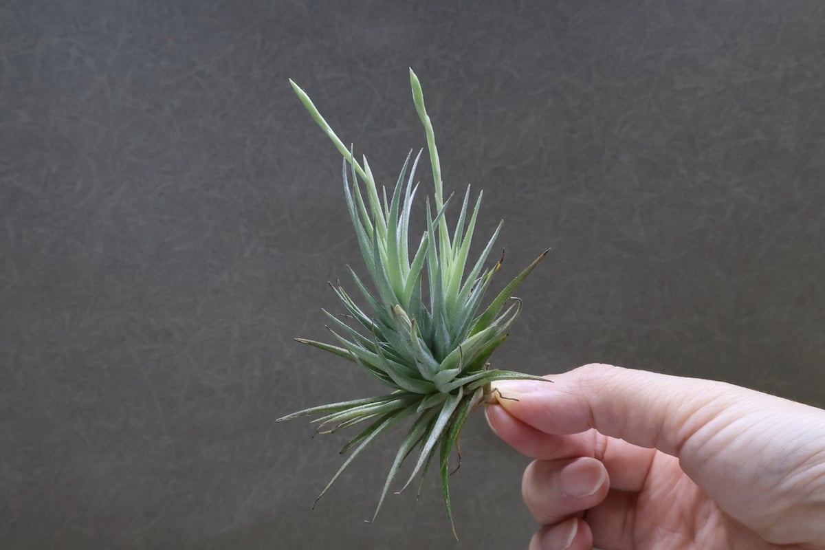 ギリエシークランプ　Tillandsia ギリエシークランプ Tillandsia ギリエシークランプ Tillandsia ギリエ