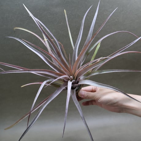 CATEGORY エアープランツ（ティランジア） | air-plants TENGU-DO