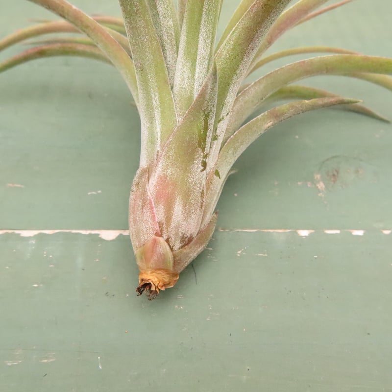リオホンドエンシス x イオナンタ【スタッフ特選】 | air-plants TENGU-DO