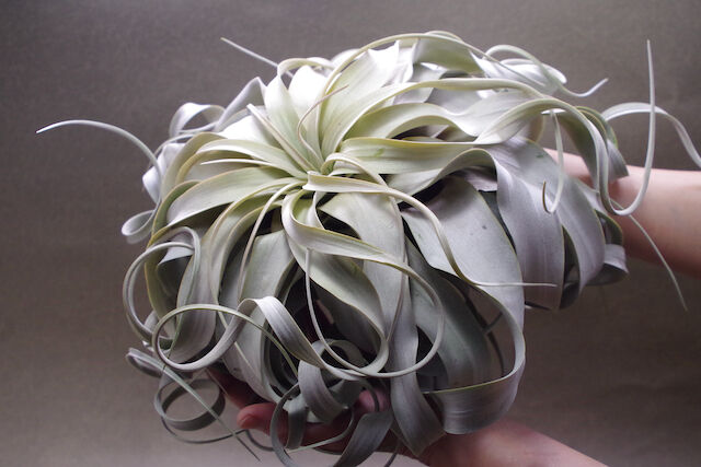 キセログラフィカ 選抜株 XLサイズ 08号 | air-plants TENGU-DO キセログラフィカ 選抜株 XLサイズ 08号 | air-plants TENGU-DO