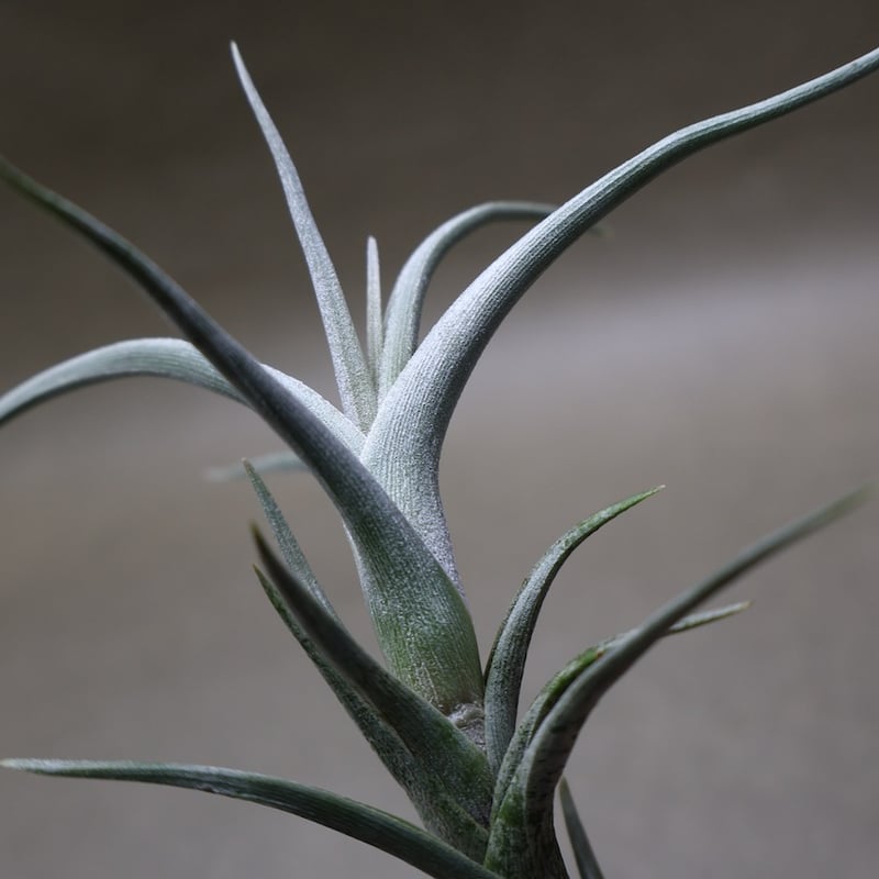 tkshrjk 速達 チランジア ミスティックシリーズ 6種セット チランジア