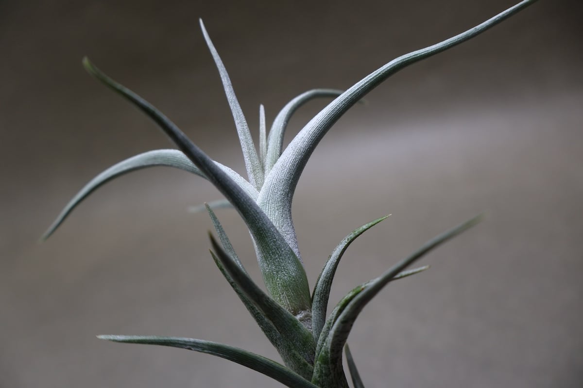 ミスティック トランペット（ アルベルティアナ × クシフィオイデス