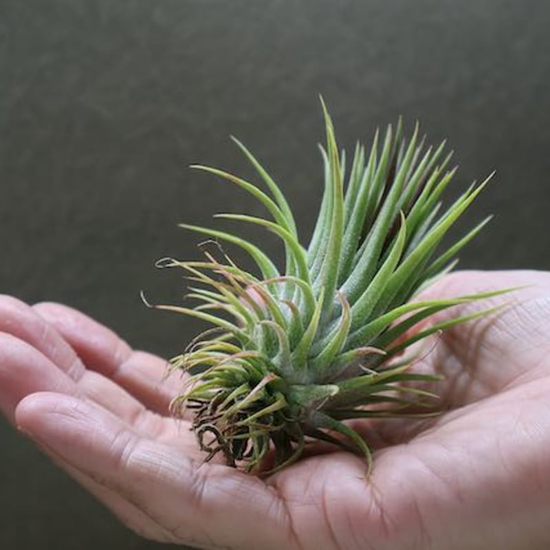 イオナンタ トーテムポール 01号 | air-plants TENGU-DO