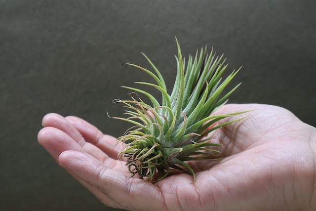 イオナンタ トーテムポール 01号 | air-plants TENGU-DO