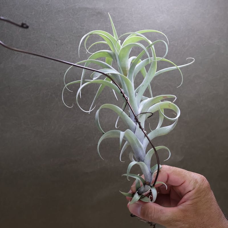 ロゼオスカパ カーリーフォーム 14号 | air-plants TENGU-DO ロゼオスカパ カーリーフォーム 14号 | air-plants TENGU-DO