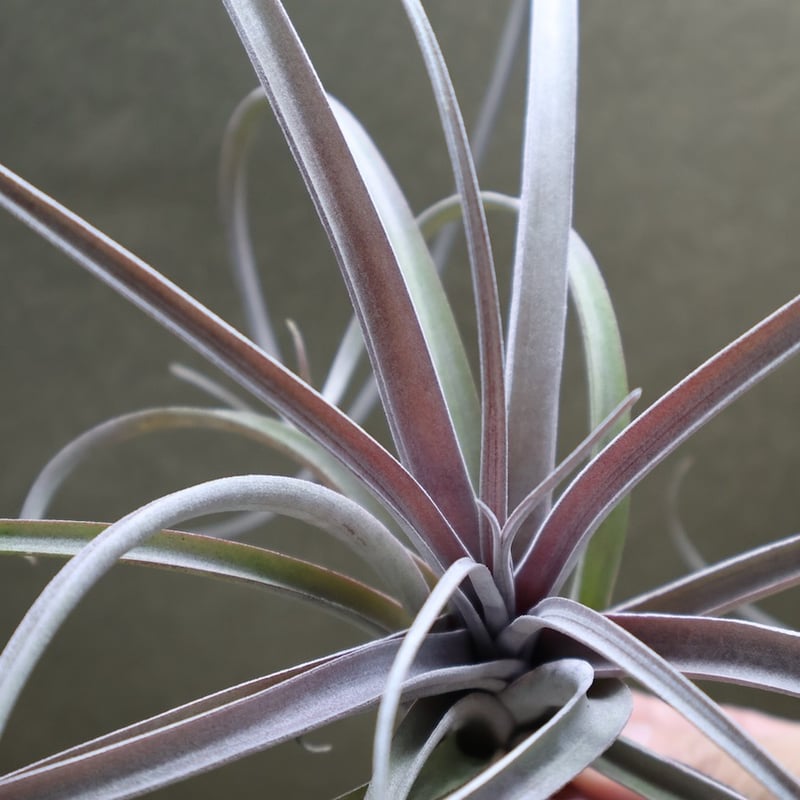エクセルタxカピタータ ドミンゲンシス 10号 | air-plants TENGU-DO
