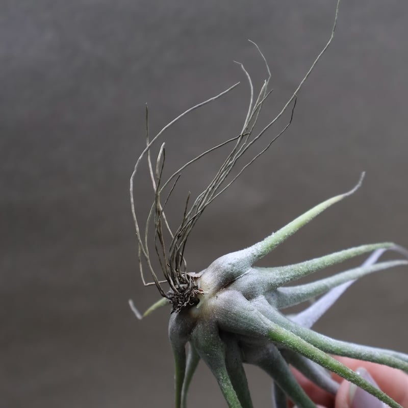 エーレルシアナ 43号 | air-plants TENGU-DO