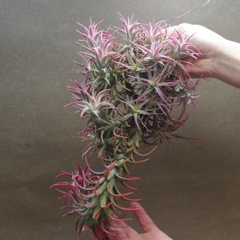 チランジア イオナンタ バンハイニンギークランプ① 約20cm イオナンタ
