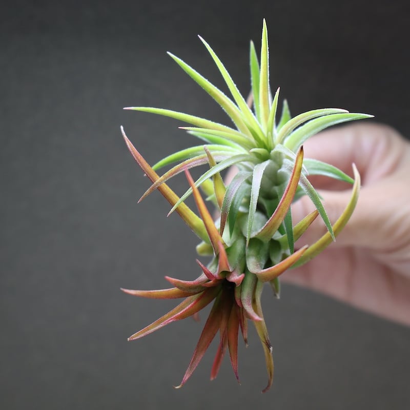 イオナンタ ヴァリエガータ 10号 | air-plants TENGU-DO