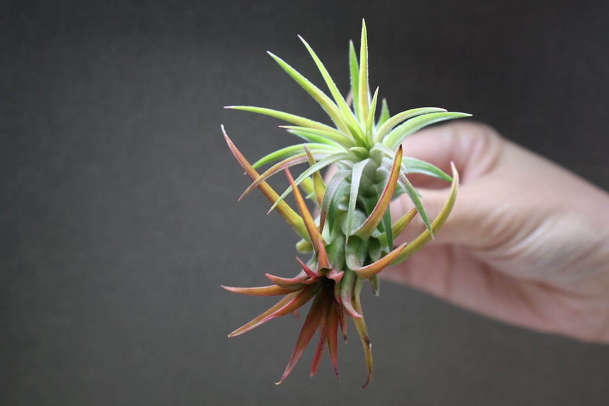 [送料無料] バンハイニンギー ヴァリエガータ バリエガータ 斑 送料無料] バンハイニンギー ヴァリエガータ バリエガータ 斑