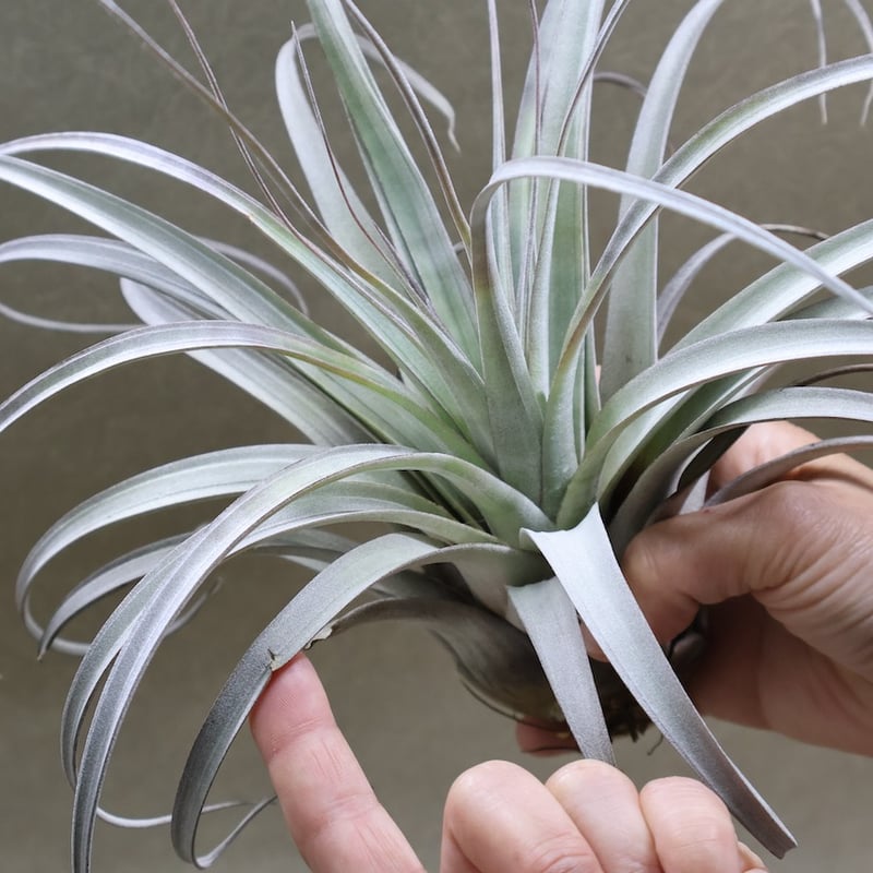 サカパネンシス 18号 | air-plants TENGU-DO