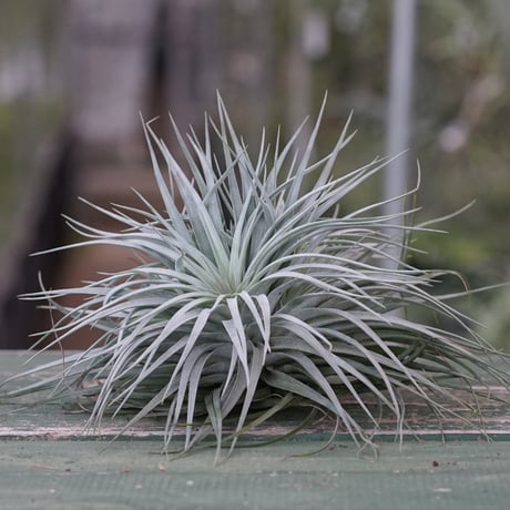 ブロメリア・エアープランツ semh_2025 ブロメリア・エアープランツ semh_2025 北海道札幌市 ブロメリア販売