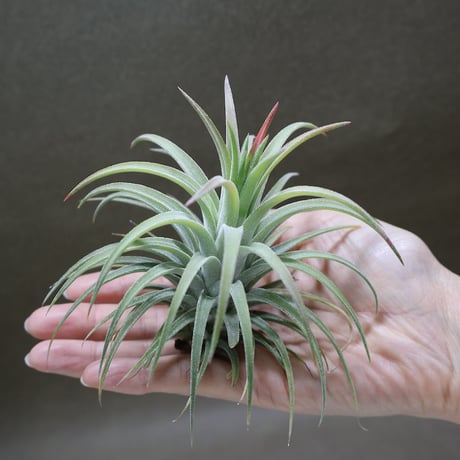 CATEGORY 品種名：I/J/K/L | air-plants TENGU-DO