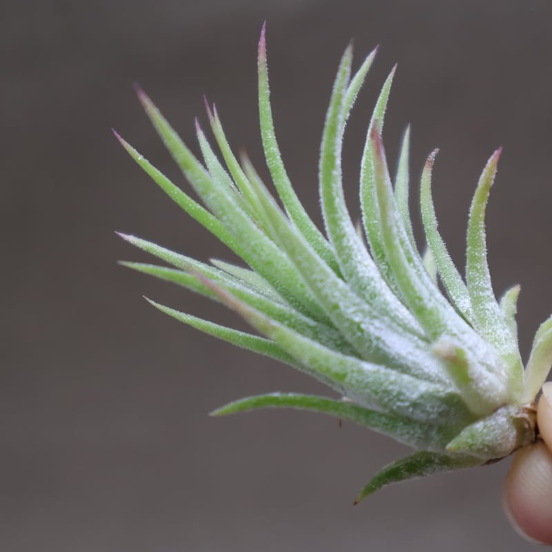 ブロメリア・エアープランツ ionantha 'Peach' Spiral Form Clone イオナンタピーチ 142号 | air-plants TENGU-DO