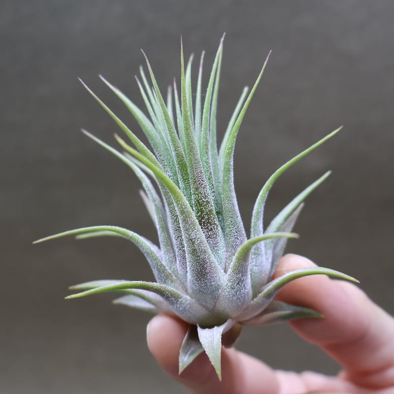 イオナンタ ストリクタ 08号 | air-plants TENGU-DO