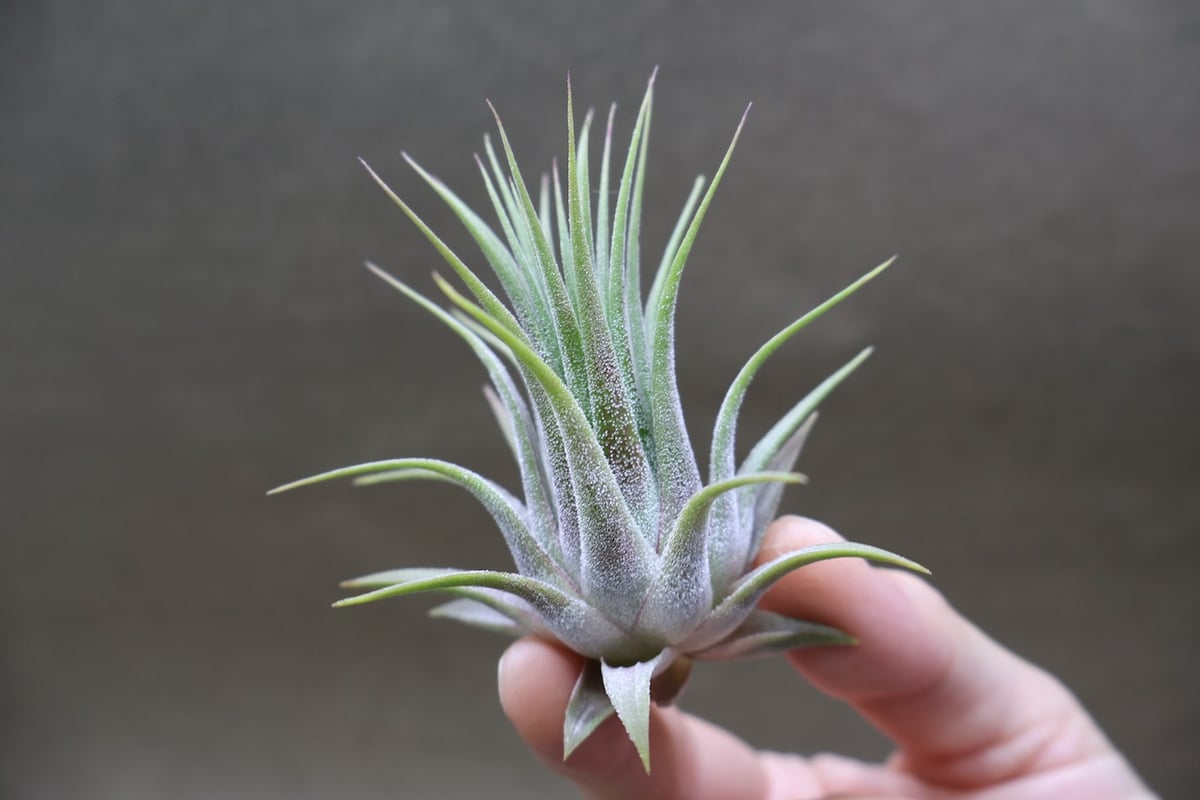 【まぁ様確認用】　イオナンタ ストリクタ シーディアナ × イオナンタストリクタ 08号 | air-plants TENGU-DO