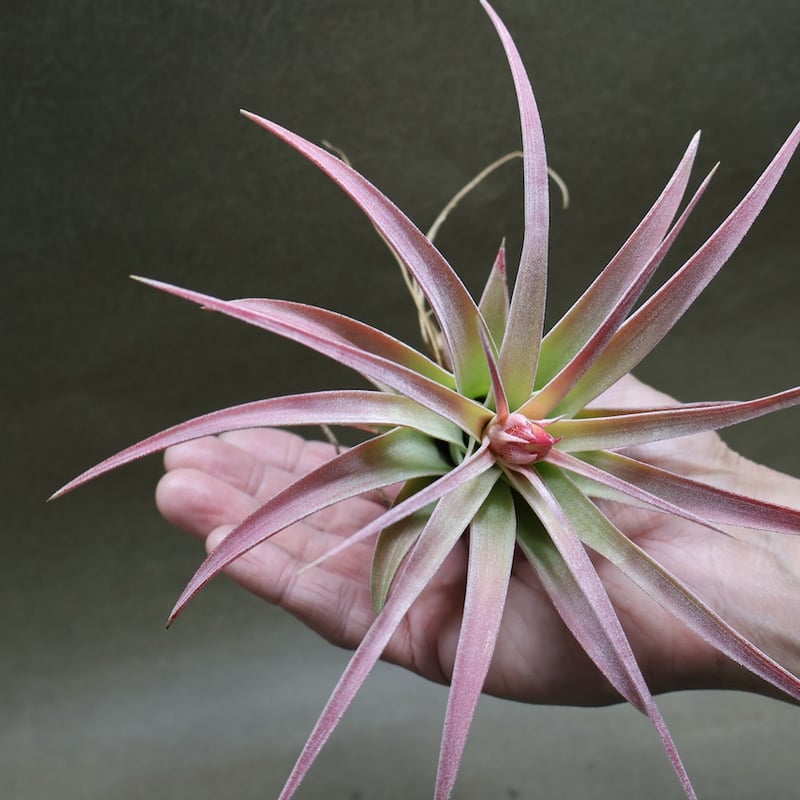 キセログラフィカ × イオナンタバンハイニンギー 01号 | air-plants