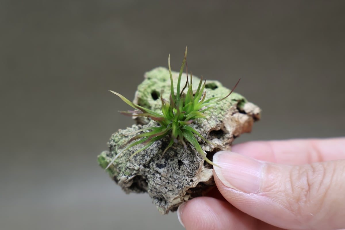 イッツィービッツィー 39号 | air-plants TENGU-DO