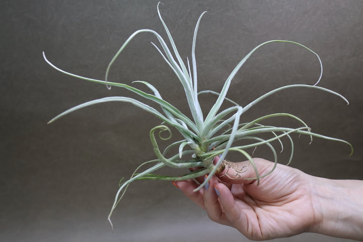 超希少❗️チランジア　ストレプトカルパ　群生✨ ストレプトカルパ 07号 | air-plants TENGU-DO