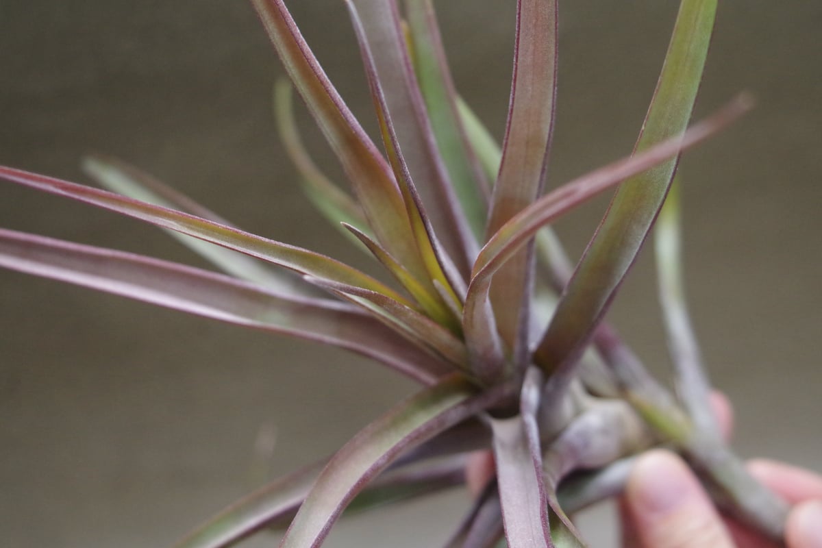 ノバキー 05号 | air-plants TENGU-DO