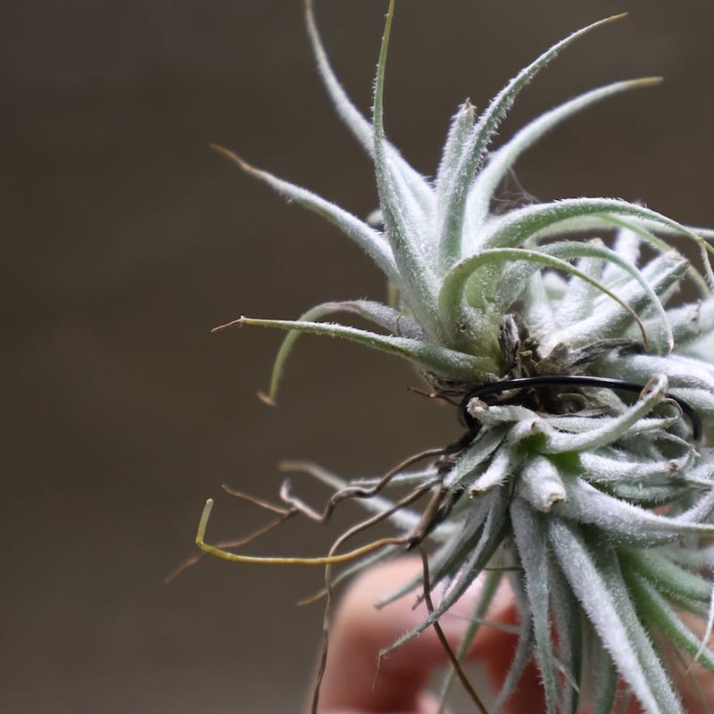 エアプランツ　チランジア　テクトラム　クランプ テクトラム クランプ 05号 | air-plants TENGU-DO