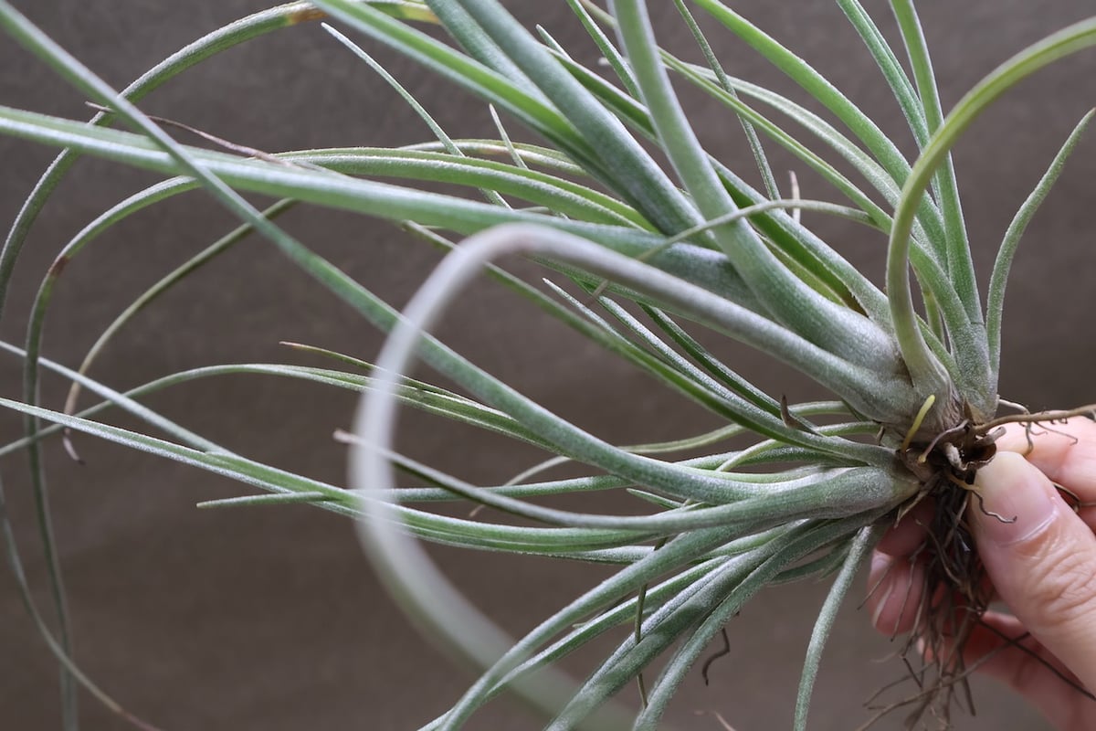 ベイレイ クランプ 06号 | air-plants TENGU-DO