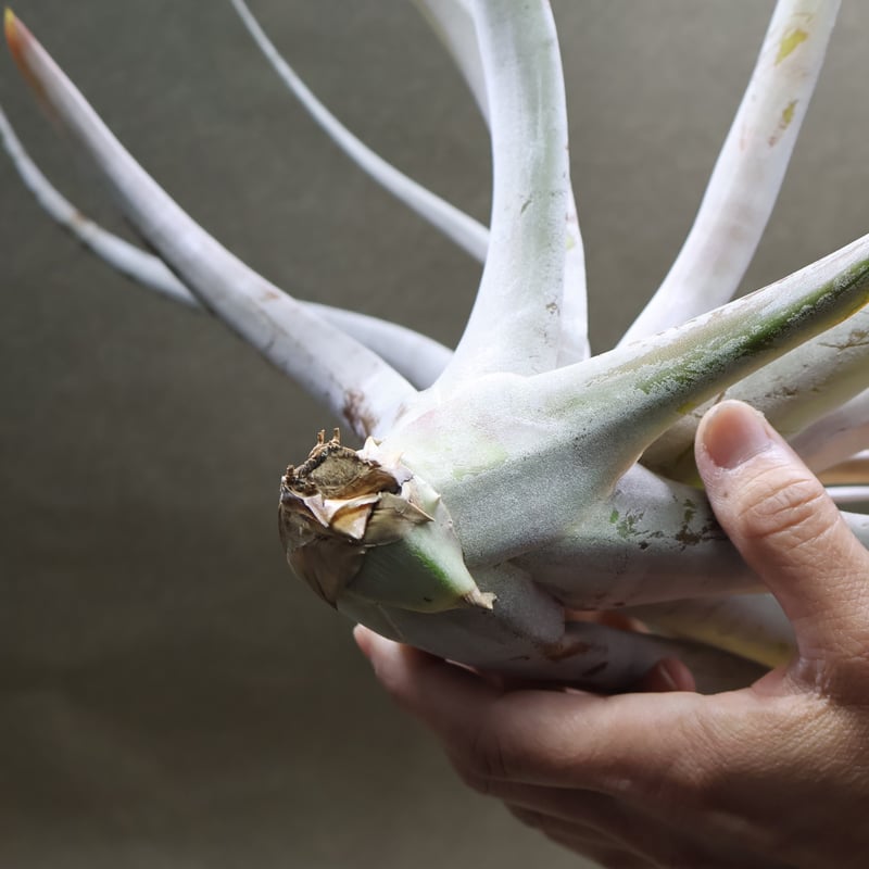 シルバートーチ （キセログラフィカ ×チアペンシス）05号 | air-plants