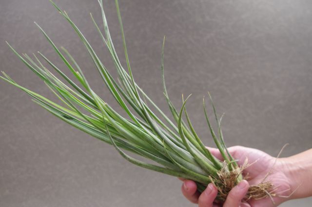 巨大)チランジア ファシクラータ, Mitla 巨大)チランジア ファシクラータ, Mitla 巨大)チランジア