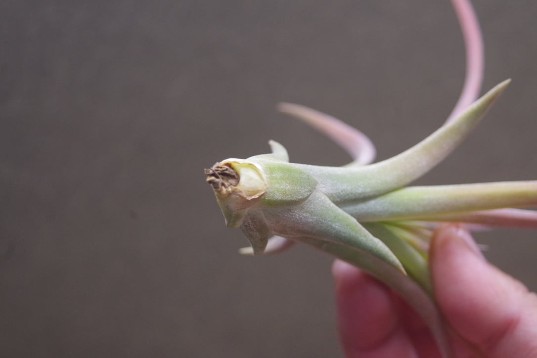 カピタータ オレンジ × イオナンタ Sサイズ 15号 | air-plants TENGU-DO