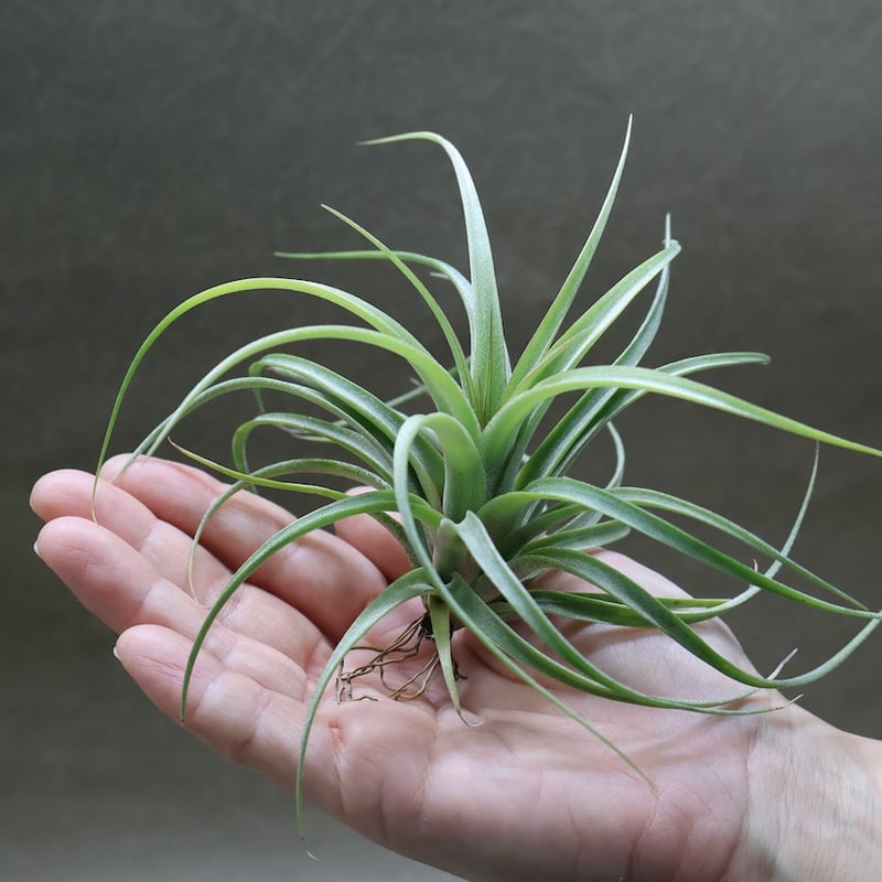コンコロール×ストレプトフィラ Sサイズ19号 | air-plants TENGU-DO