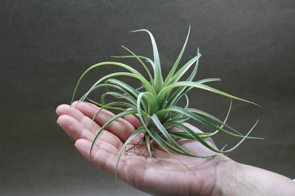 チランジア コンコロール × ストレプトフィラ セレクテッド チランジア・コンコロール×ストレプトフィラ Tillandsia concolor × T