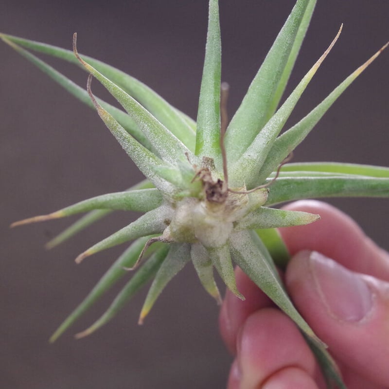 マジェスティック × イオナンタバンハイニンギー 03号 | air-plants 