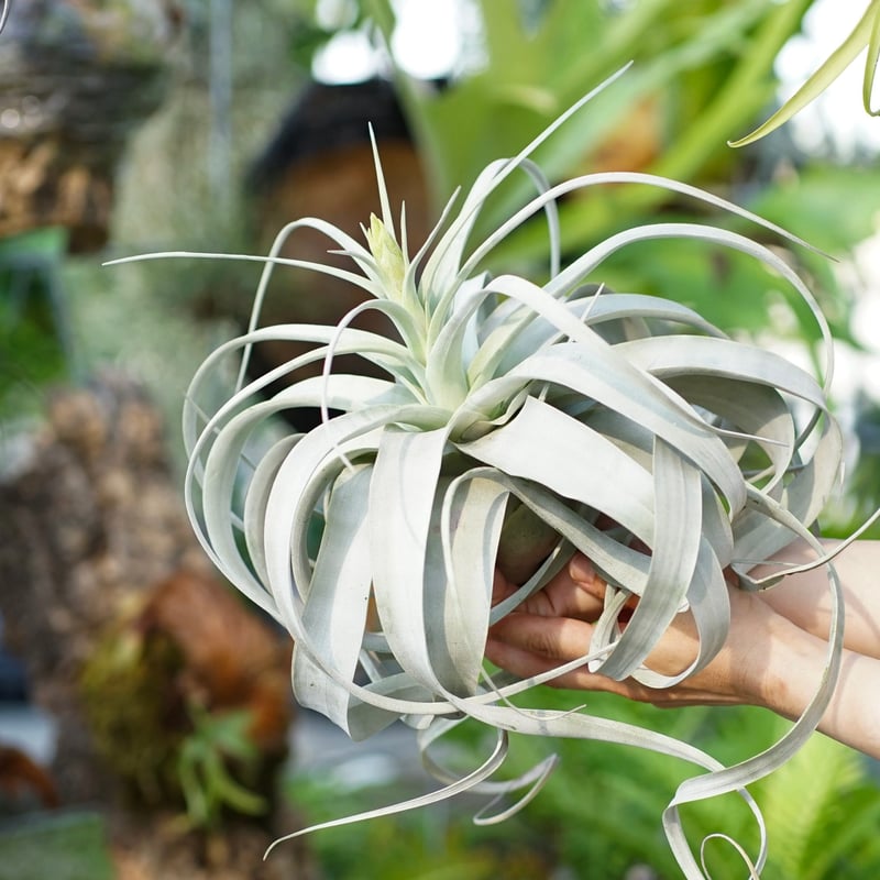 スタッフ特選】キセログラフィカ 花芽付き A号 | air-plants TENGU-DO