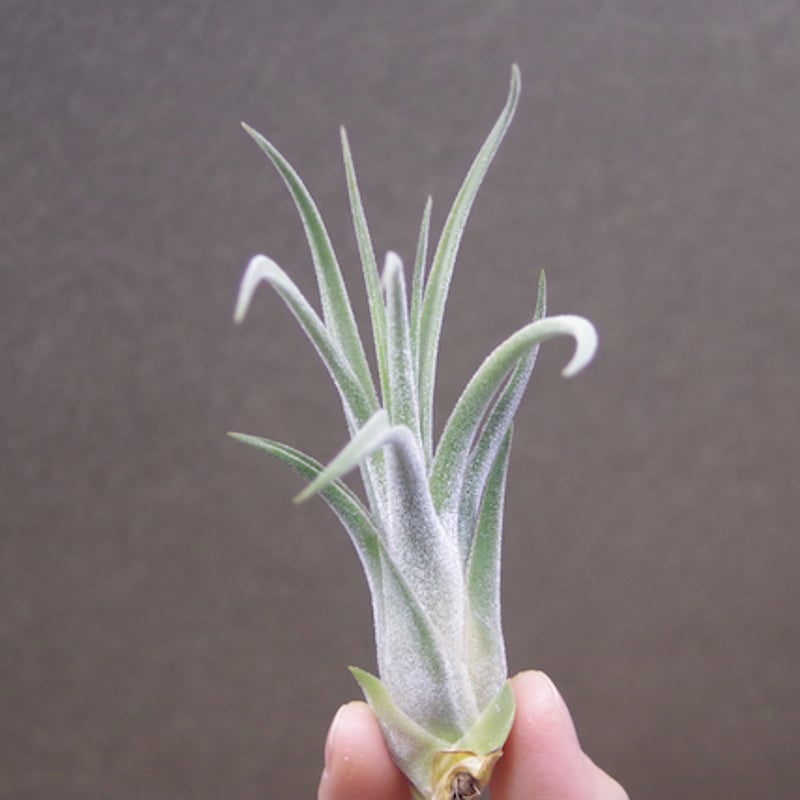 ブロメリア・エアープランツ T. ehlersiana x chiapensis ブロメリア