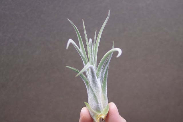チランジア キューティーパイ Tillandsia Cutie Pie Tillandsia Cutie Pie - (T. ehlersiana x pueblensis), Koide